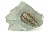 Flexicalymene Trilobite Fossil - Indiana #284140-1